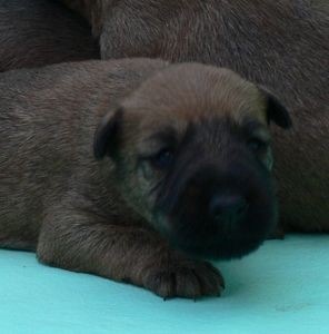 Irsk� teri�r - fenka na prodej