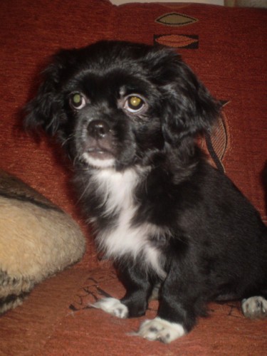 TIBETSK� �PA�L s PP