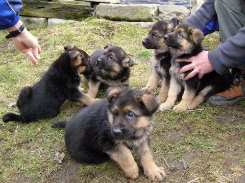 N�meck� ov��k-�t���tka s PP