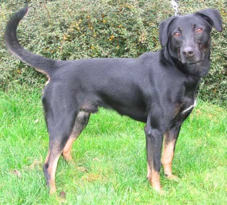 Daruji k��ence dobrmana - Jack