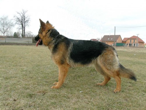 N�meck� ov��k bez PP