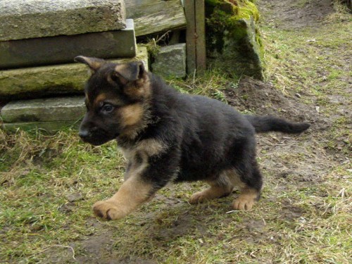 N�meck� ov��k-�t���tka s PP