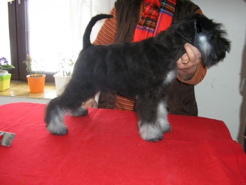 Knira� mal� �ernost�ibrn�