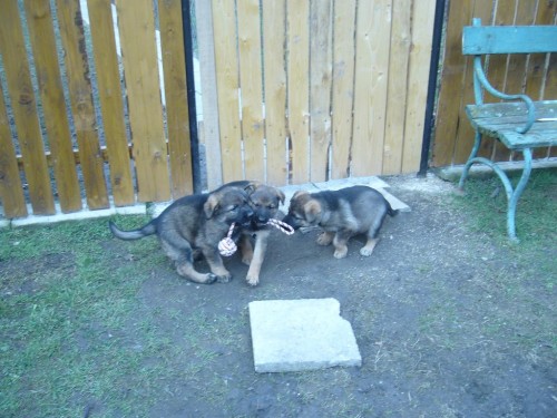 n�meck� ov��k