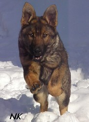 N�meck� ov��k s PP, fenka