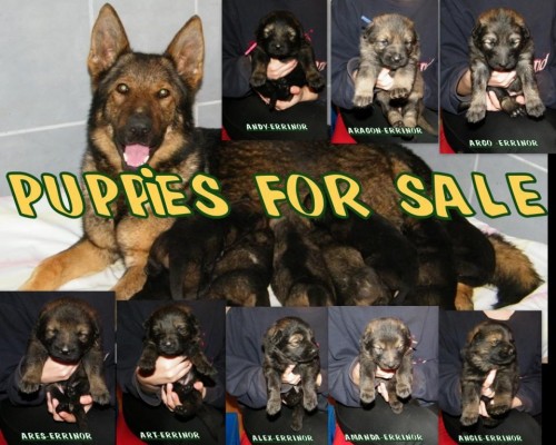 PROD�M �T�NATA N�MECK�HO OV��KA -odb�r-10.4.09