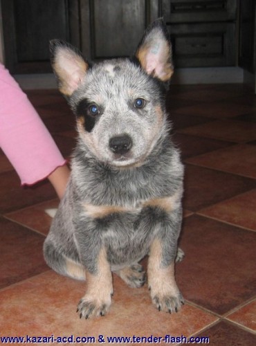 Australsk� hon�ck� pes