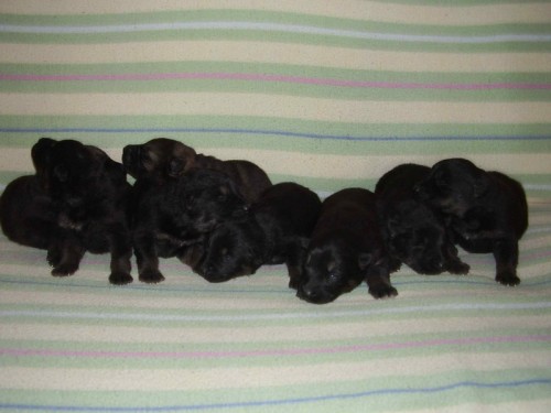 N�meck� ov��k