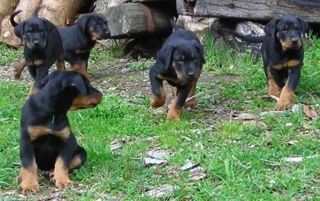 �t���tkata s PP