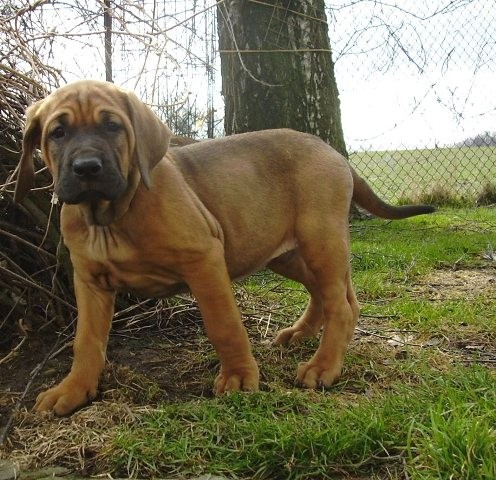 Tosa Inu �t���tka s PP