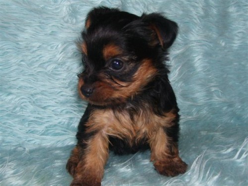 JORKSIRSKY TERIER - STENATA