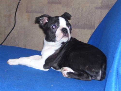 Bostonsk� terier- �t��ata s pp