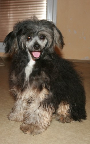 ��nsk� chocholat� pes