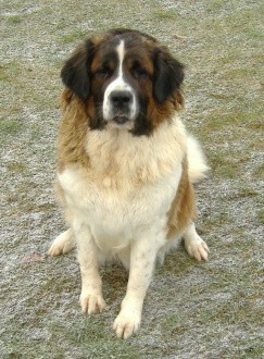 Moskevsk� str�n� pes -