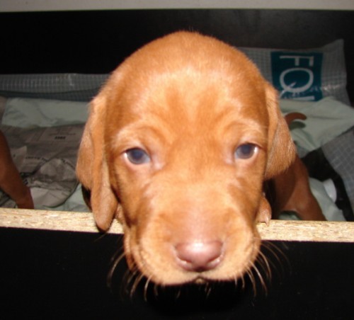 Ma�arsk� oha� kr�tkosrst�