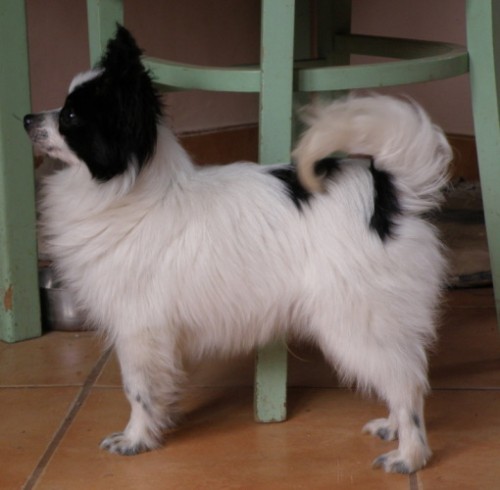 Papillon - chovatelsk� stanice An�e