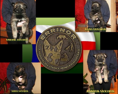 PROD�M �T�NATA N�MECK�HO OV��KA odb�r ihned