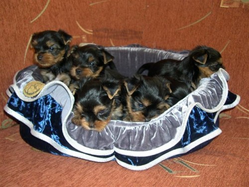 �t���tka yorkshire terri�ra s PP