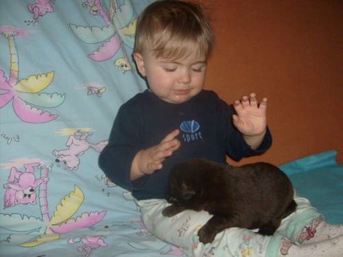 Labradorsk� retr�vr