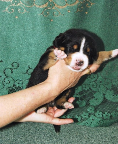 velk� �v�carsk� sala�nick� pes