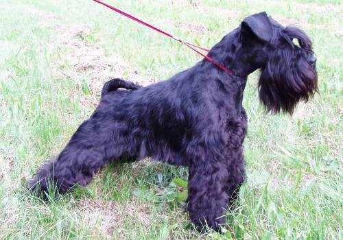 Kn�ra� mal� �ern�