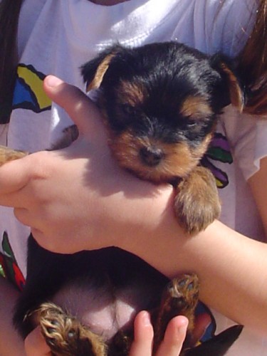 Kr�sn� fene�ka jor��rka