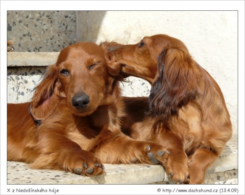 Jezev��k kr�li�� dlouhosrst�