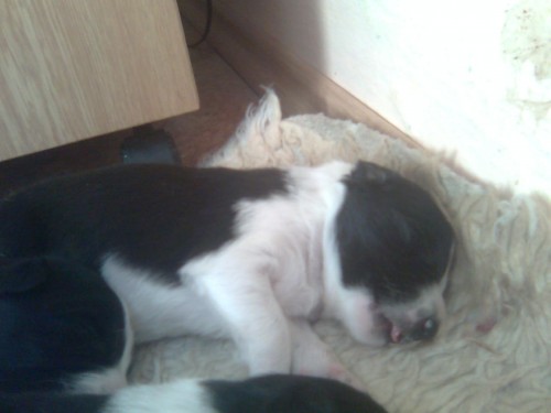 Prod�m �t��ata border kolie bez PP