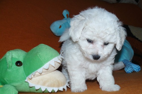 BICHON FRISE, JI� K ODB�RU - VOLN� 2 PEJSCI!