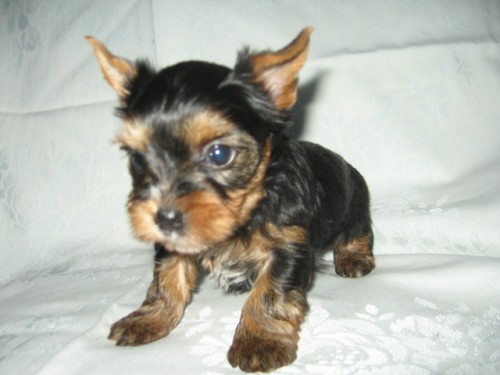 Jork��rsk� teri�r