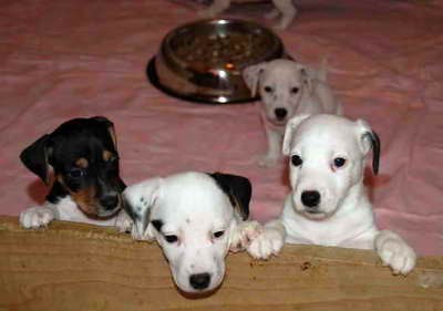 Jack Russell teri�r