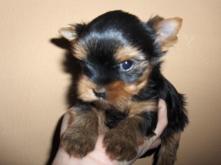 jork��rsk� teri�r