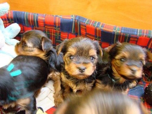 Kr�sn� �t���tka jork��rsk�ho teri�ra