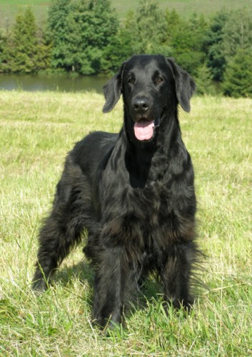 Flat C. Retr�vr - �ern� �t��ata s PP