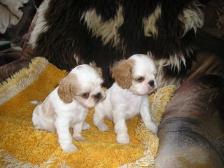 King charles �pan�l