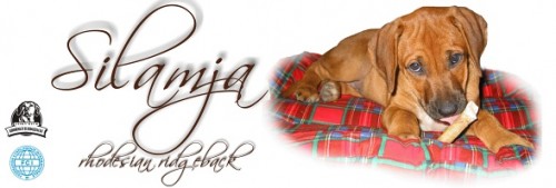 �t���tka Rhod�sk�ho Ridgebacka  s PP