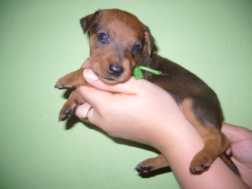 N�meck� pin� s PP