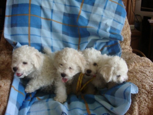 Bi�onek frise �t��ata s PP