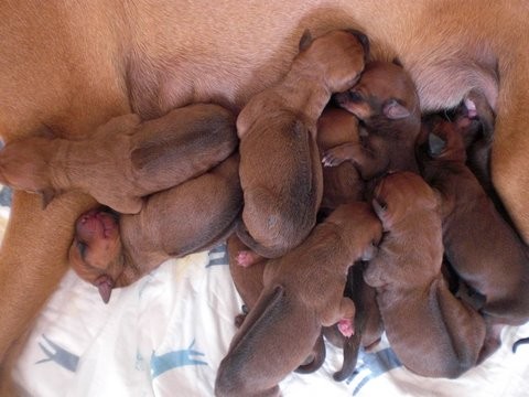 �t���tka Rhod�sk�ho Ridgebacka  s PP