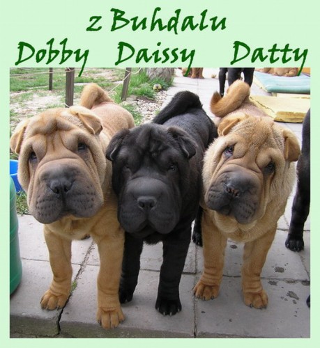 �T���TKA - �ARPEJ, SHAR-PEI 