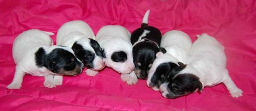 Jack Russell teri�r