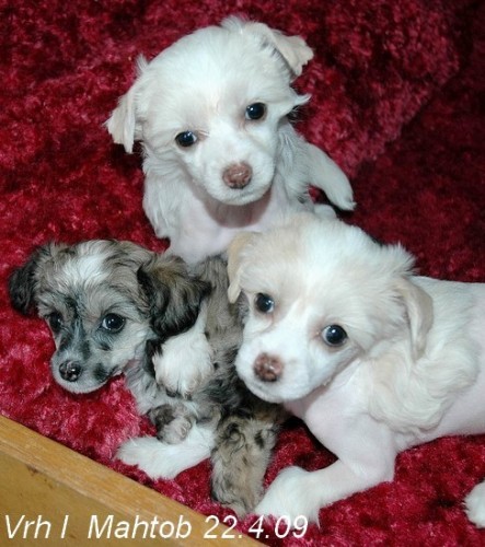 ��nsk� chocholat� pes-�t���tka fenky-hol� i osrst�n�