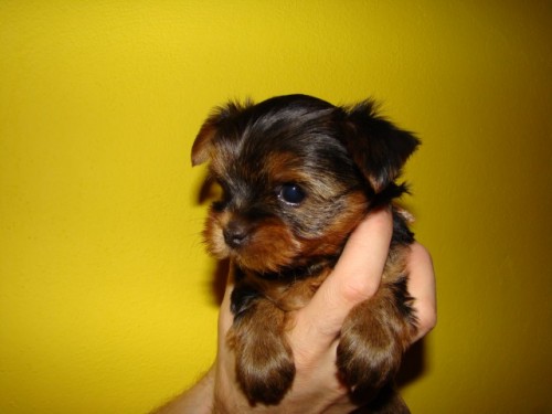 Kr�sn� �t���tka jork��rsk�ho teri�ra