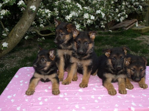 N�meck� ov��k -�t���tka s PP