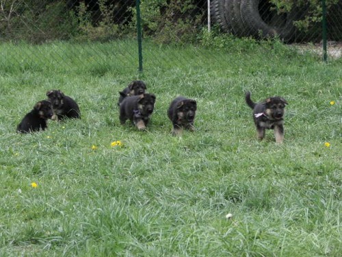 N�meck� ov��k �t�nata