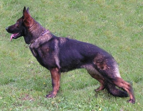 N�meck� ov��k - �t��ata