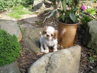 King charles �pan�l