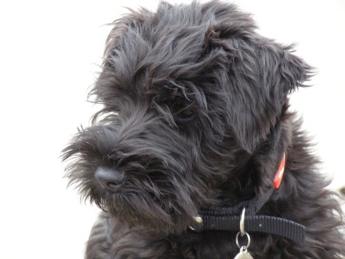 Kn�ra� mal� �ern�