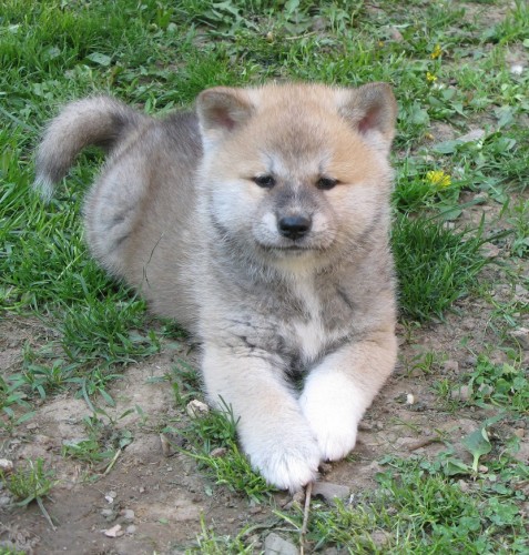 Akita inu �t���tka