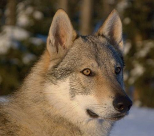 �eskoslovensk� vl��k